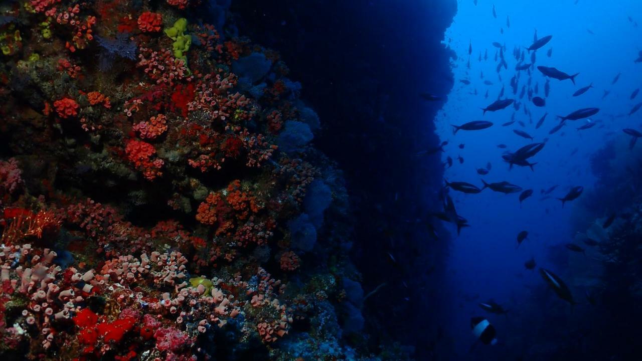Deluxe Double or Twin Room Three Dives per