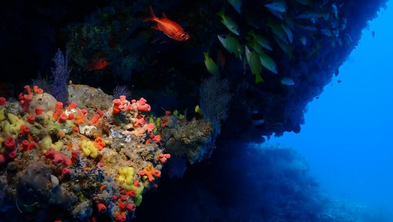 Deluxe Double or Twin Room Three Dives per